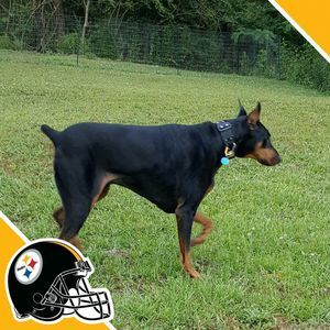 Meet your Posher, Debbie